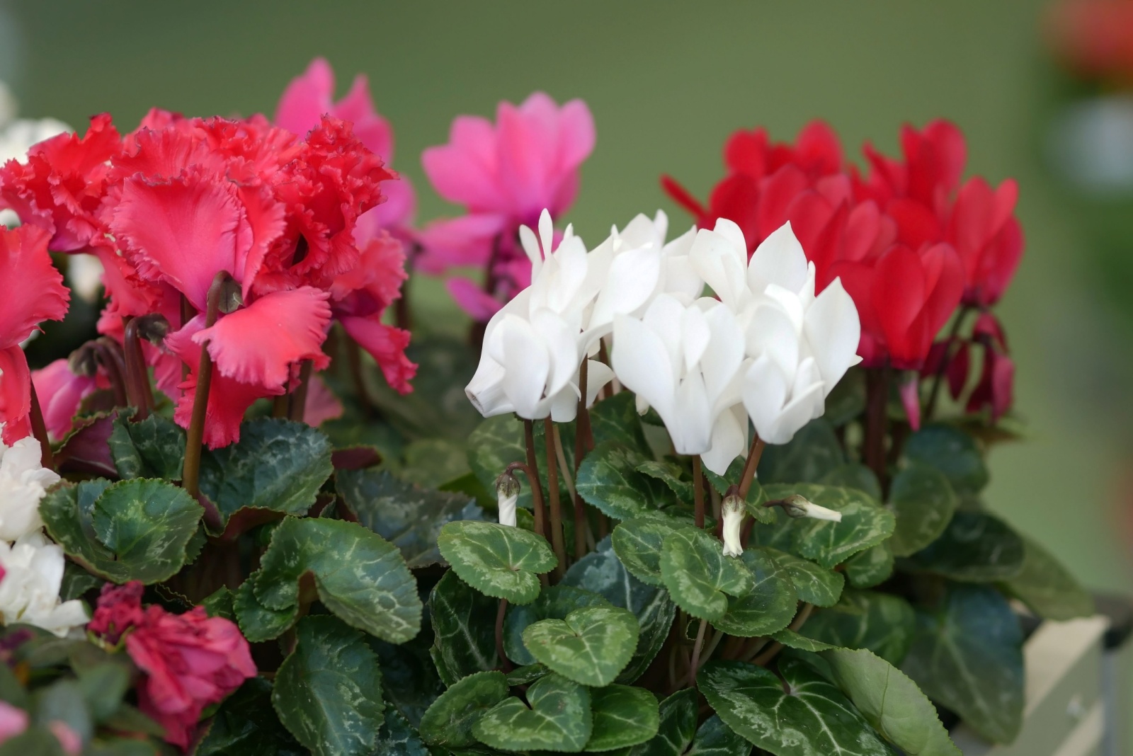 The Indoor-Outdoor Winter Flower Oregon Gardeners Love Right Now