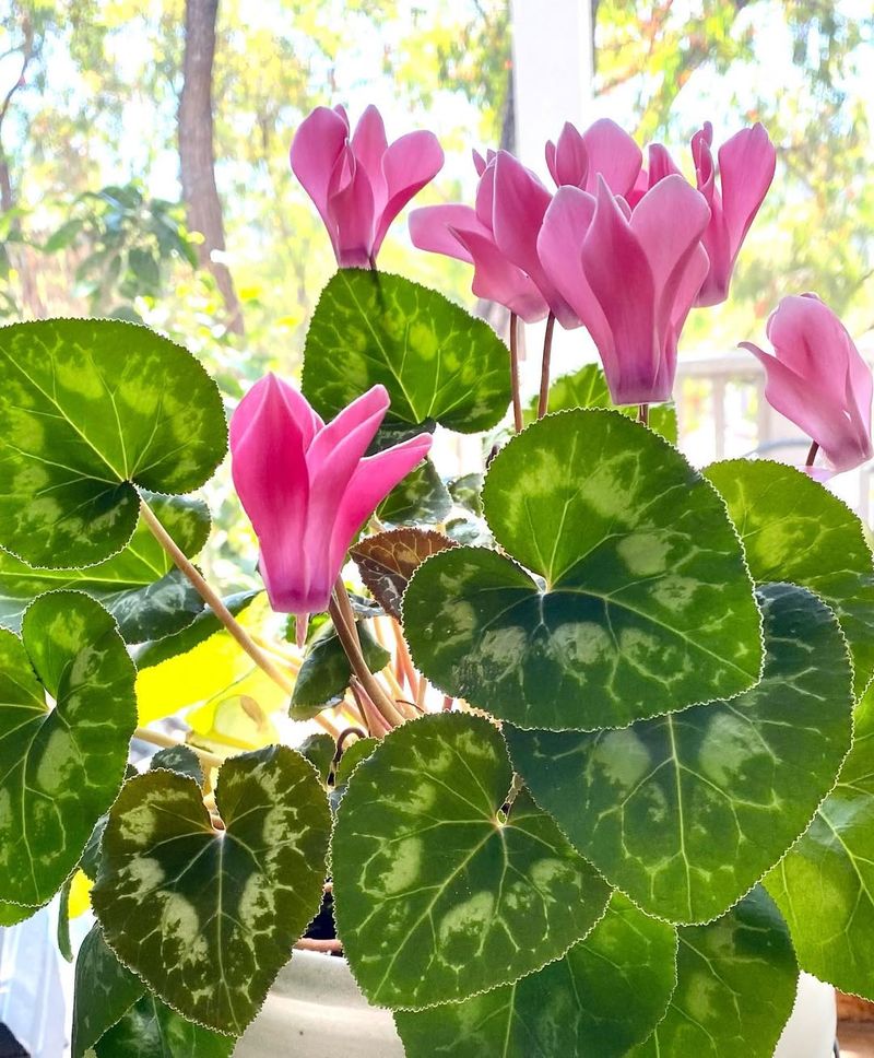 Cold Weather Champions That Laugh At Frost