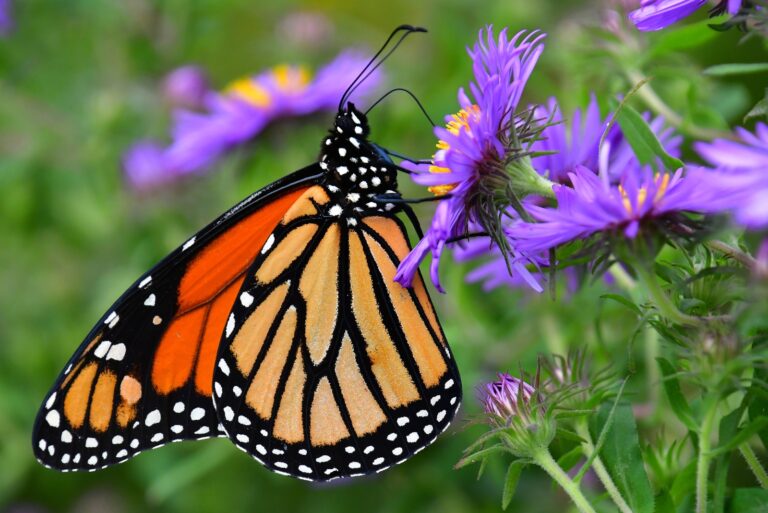 butterfly on new england aster flower