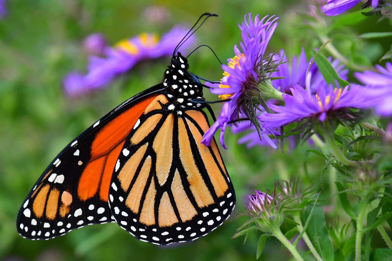 The Iowa Native Plant Butterflies Can’t Resist This Season