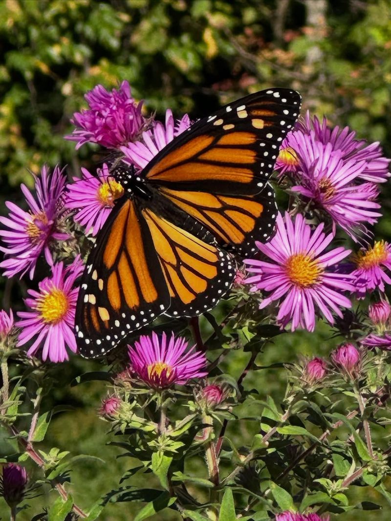 A Butterfly Magnet In Your Backyard