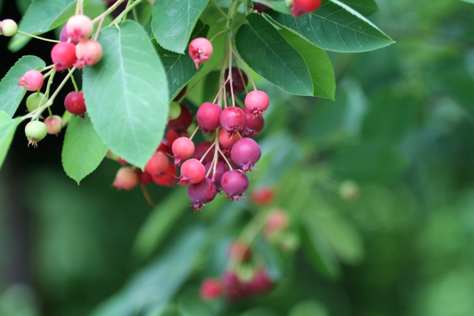 The Iowa Tree That Pulls In Pollinators Year After Year In Fall