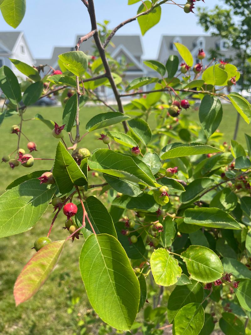 Late-Season Berries Provide Critical Energy