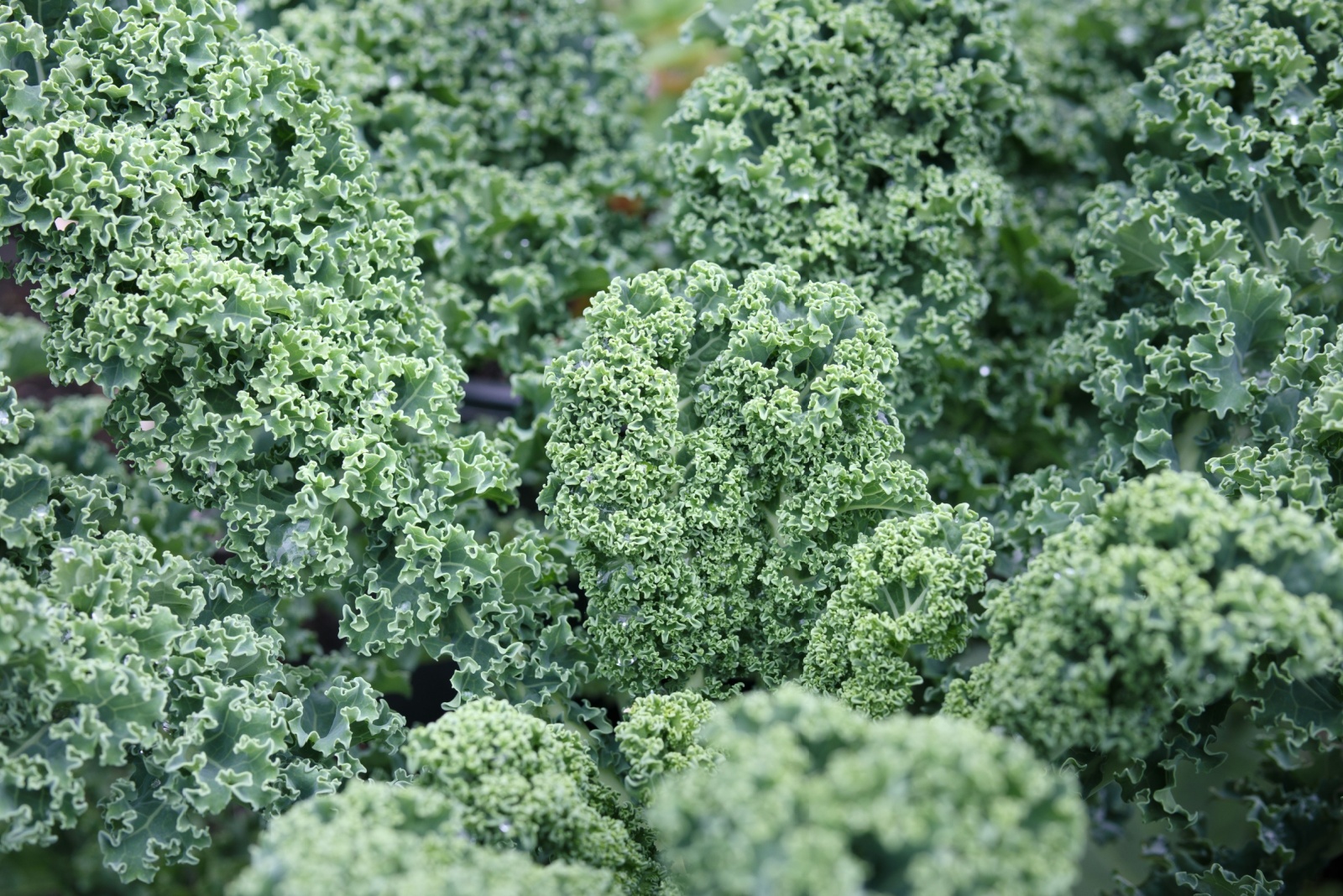 The Kale Variety North Carolina Gardeners Rely On For Winter Harvests