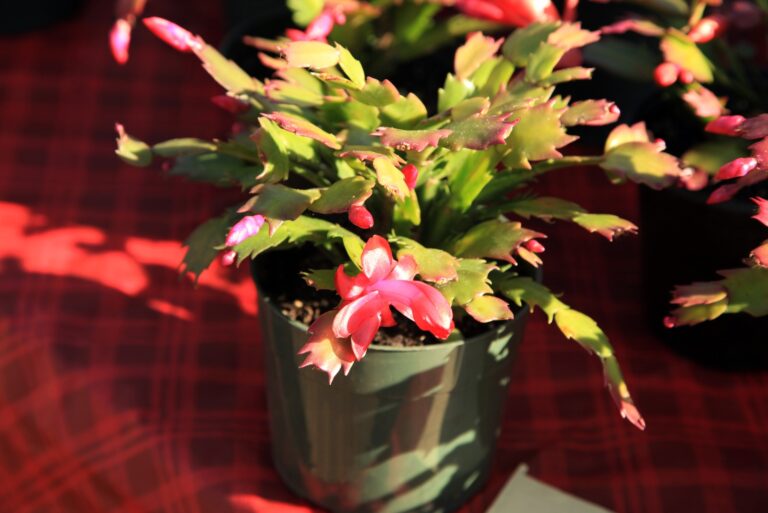 Christmas cactus (featured image)