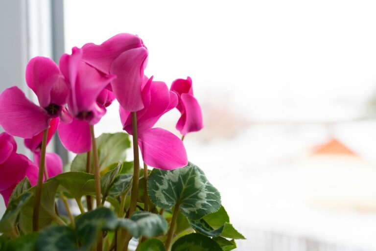 cyclamen on window