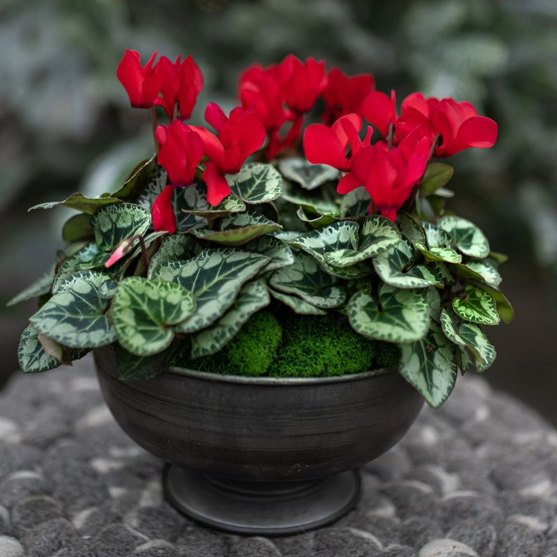 The Key Is To Give The Plant A Cool Spot