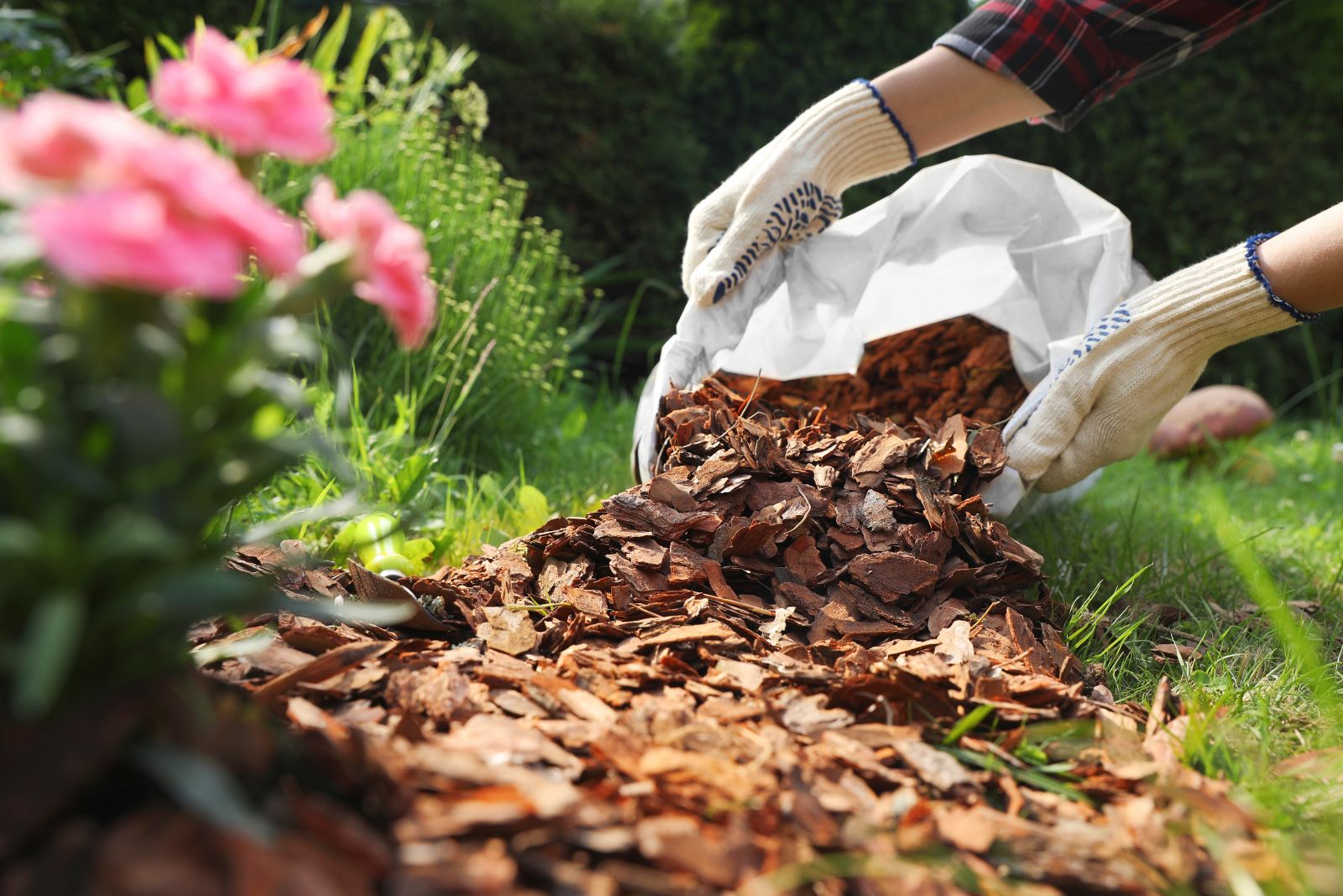The Key Task Every Gardener Should Do Before December Ends