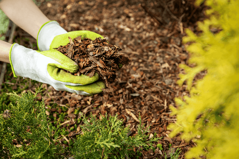 Protecting The Soil For Winter By Adding A Fresh Layer Of Mulch Is Key
