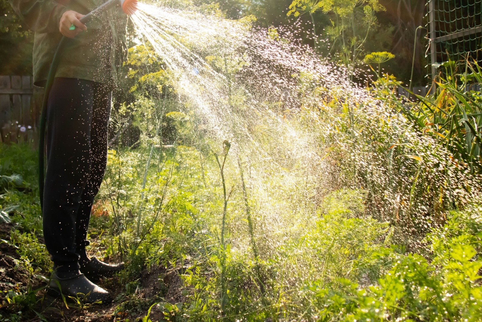 Watering the garden