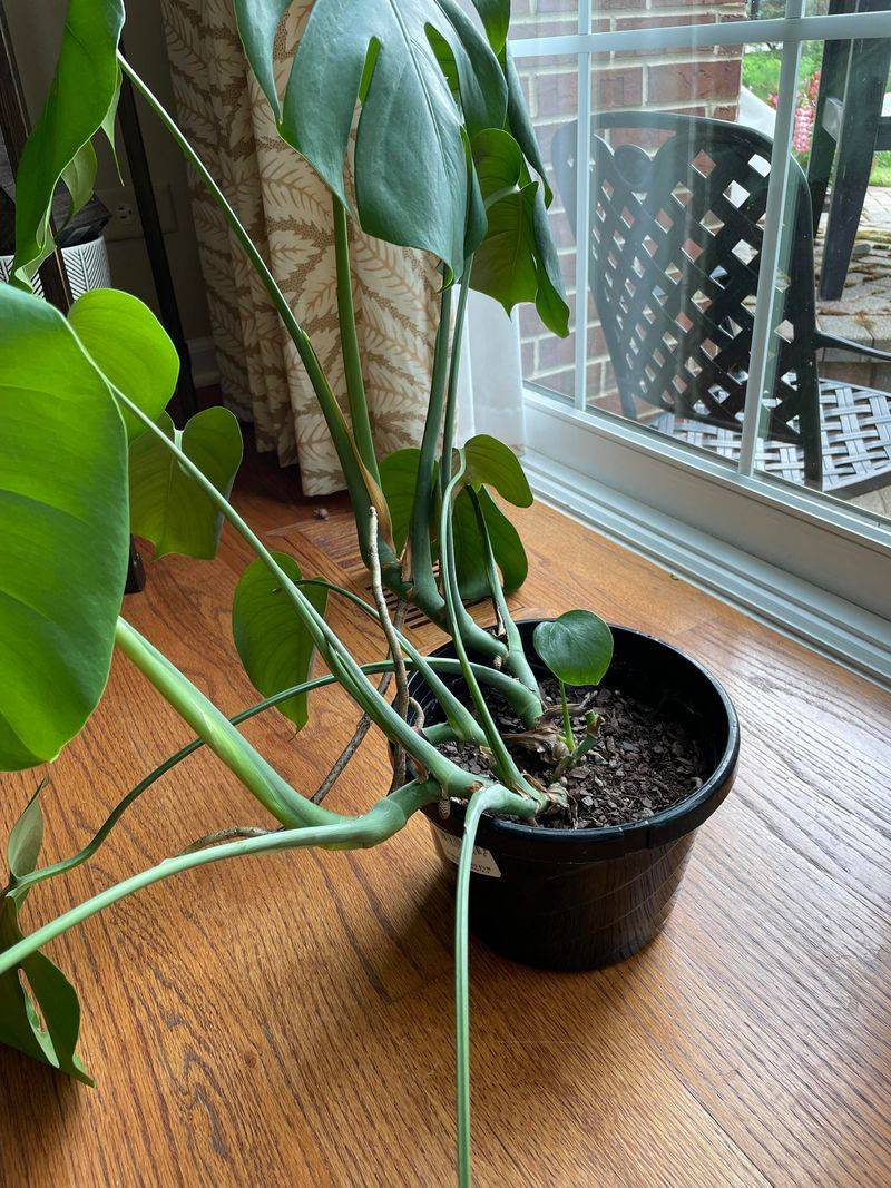 Prevents Lopsided Growth And Keeps Plants Balanced