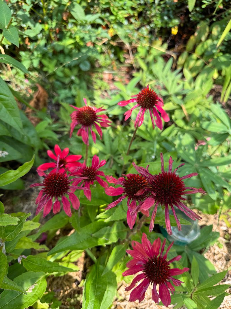 What I Learned After Relying On This Herb Year After Year