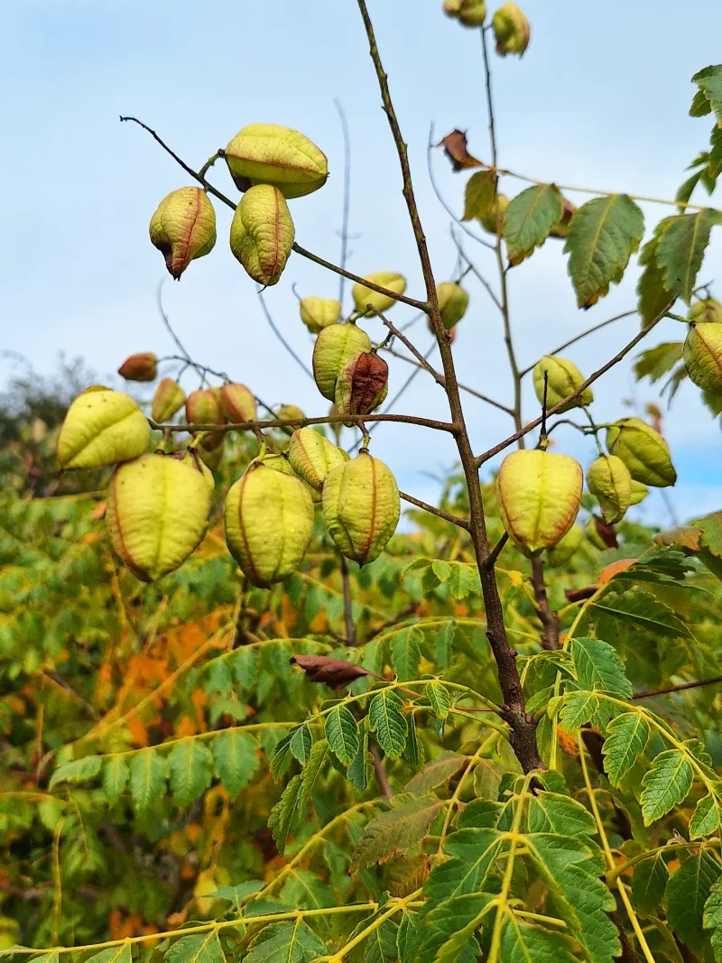 Late-Season Blooming Provides Critical Food Sources