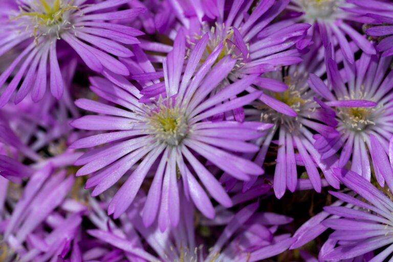 Aster dumosus 'Wood's Purple'