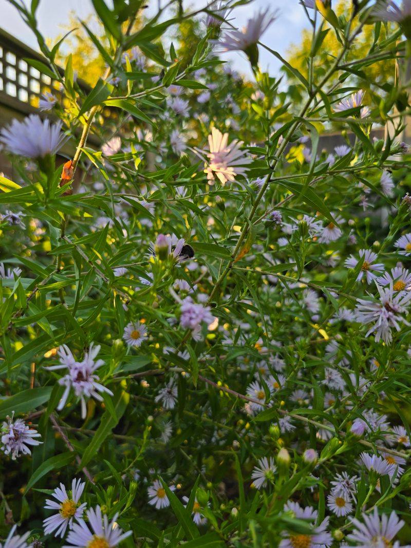 Bloom When Others Fade