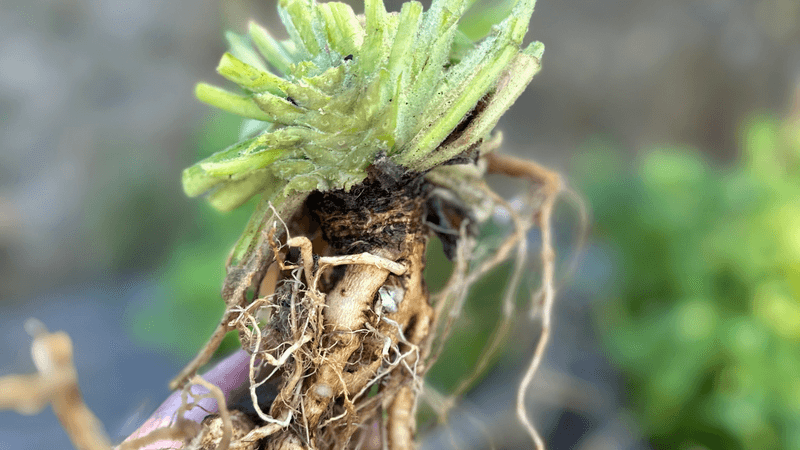 1. Supports Respiratory Health