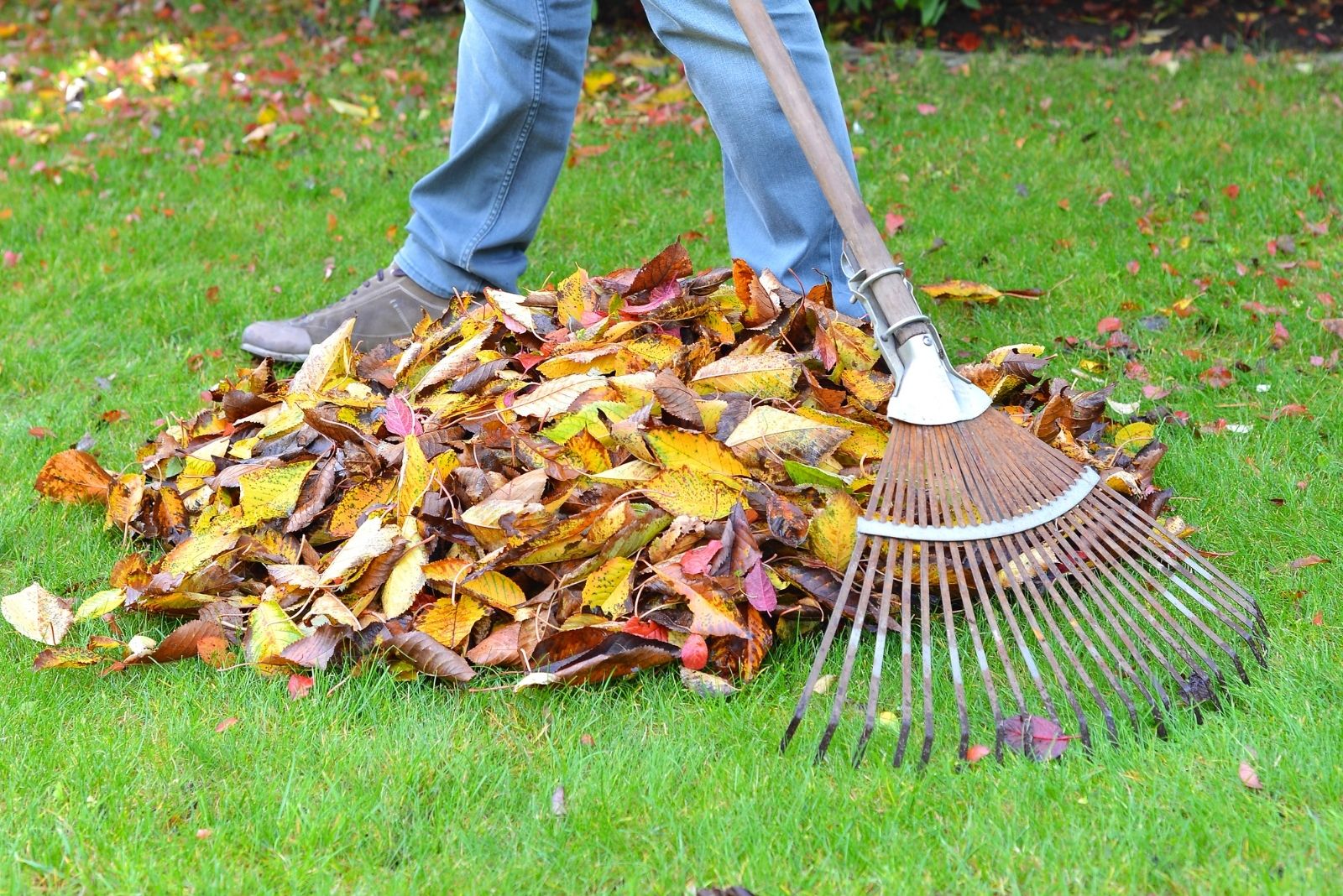 The Method Washington Homeowners Can Use To Make Raking Leaves A Total Breeze This Fall