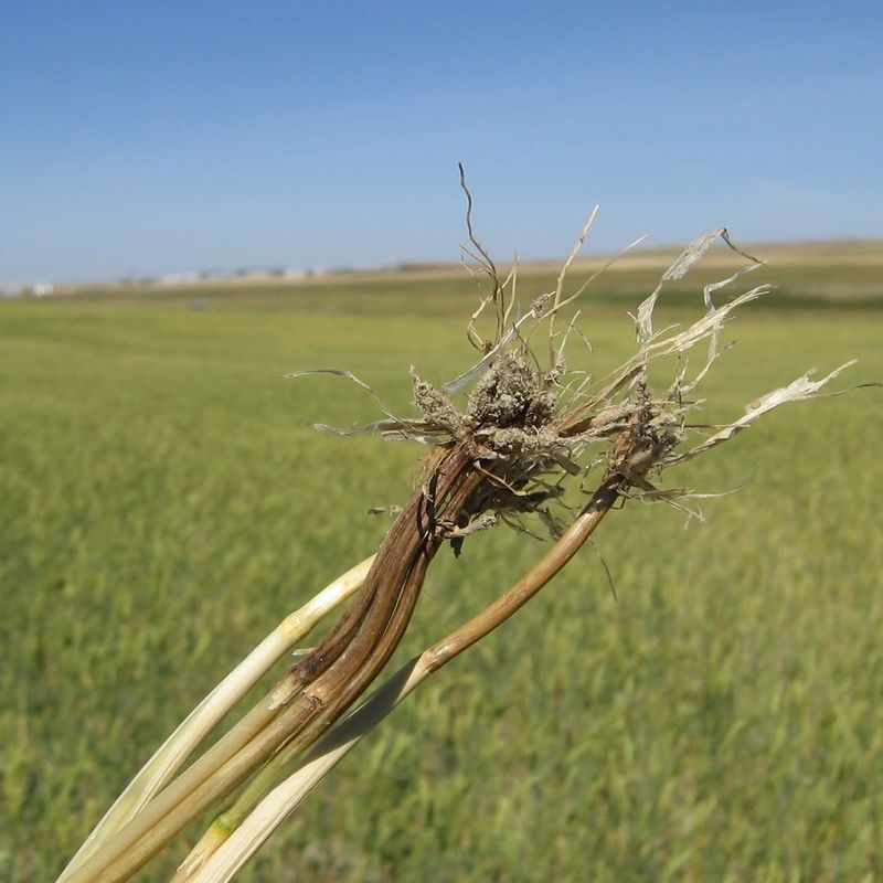 Crown Rot Becomes A Real Threat