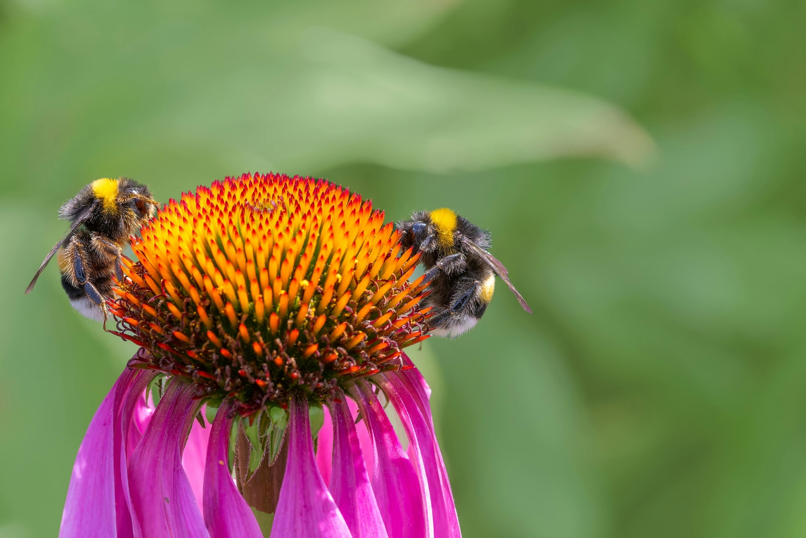 bees on a purple coneflower