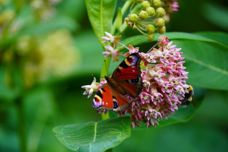 butterfly on milkweed
