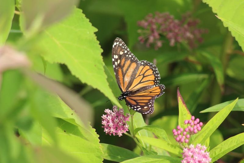 Monarch Butterflies Depend On Milkweed For Survival