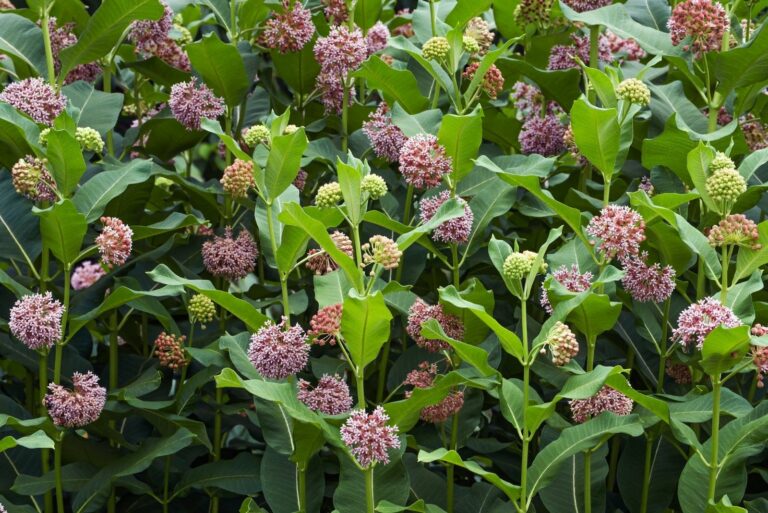 Common milkweed flowers.