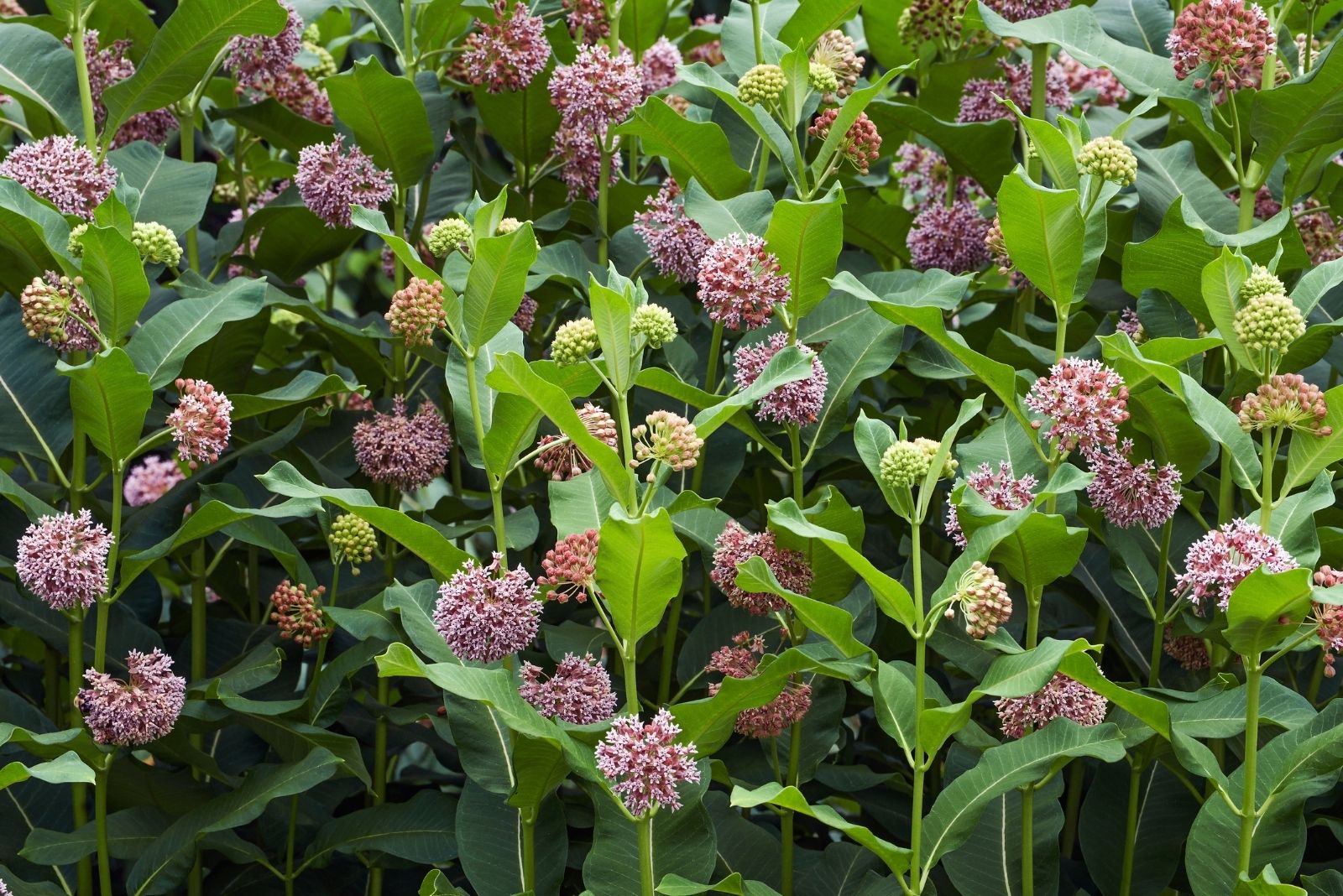 Common milkweed flowers.