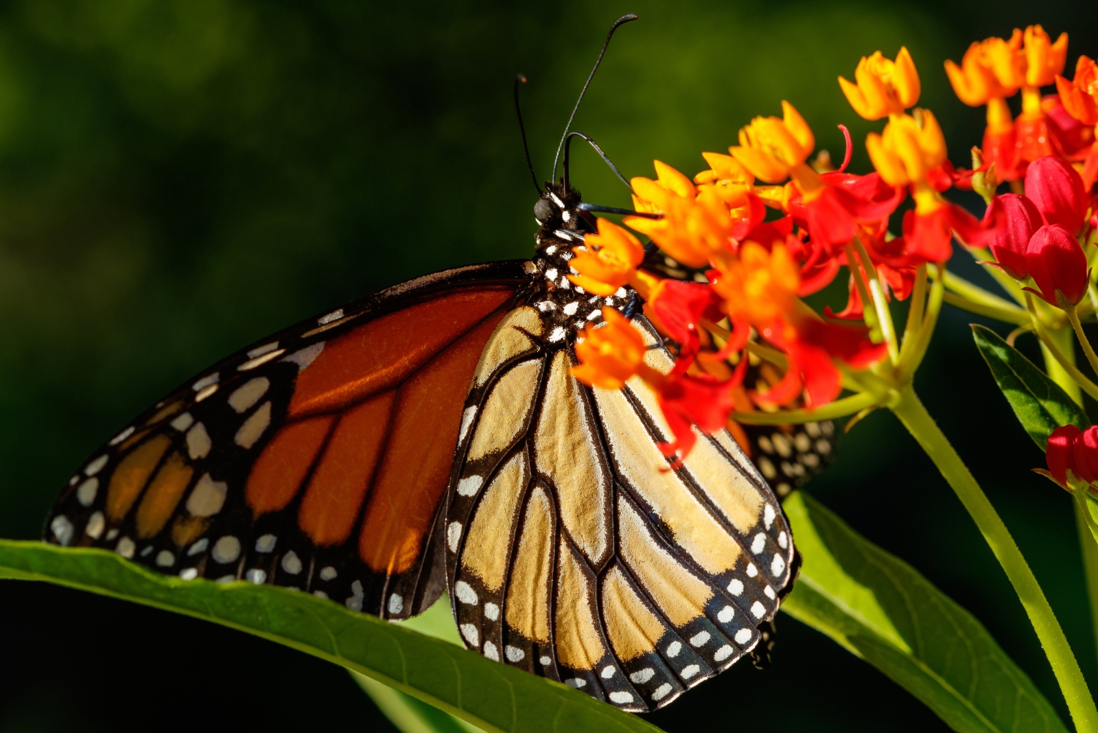 The Native Plant That Turns North Carolina Yards Into Butterfly Havens