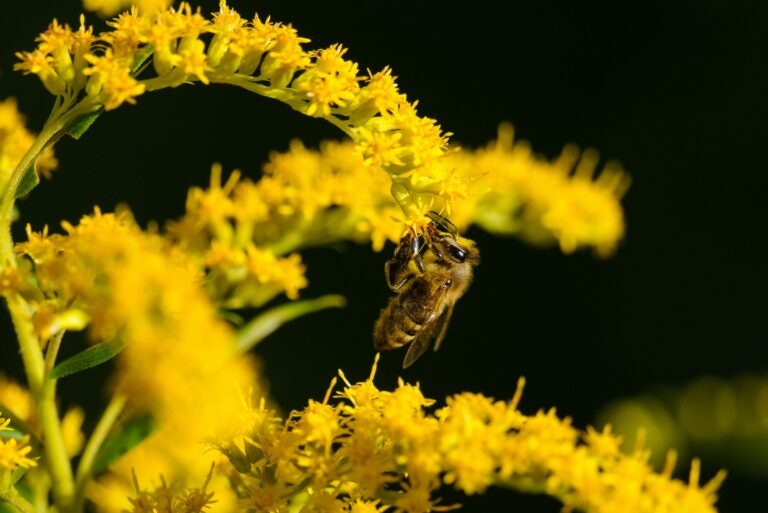 bee on goldenrod