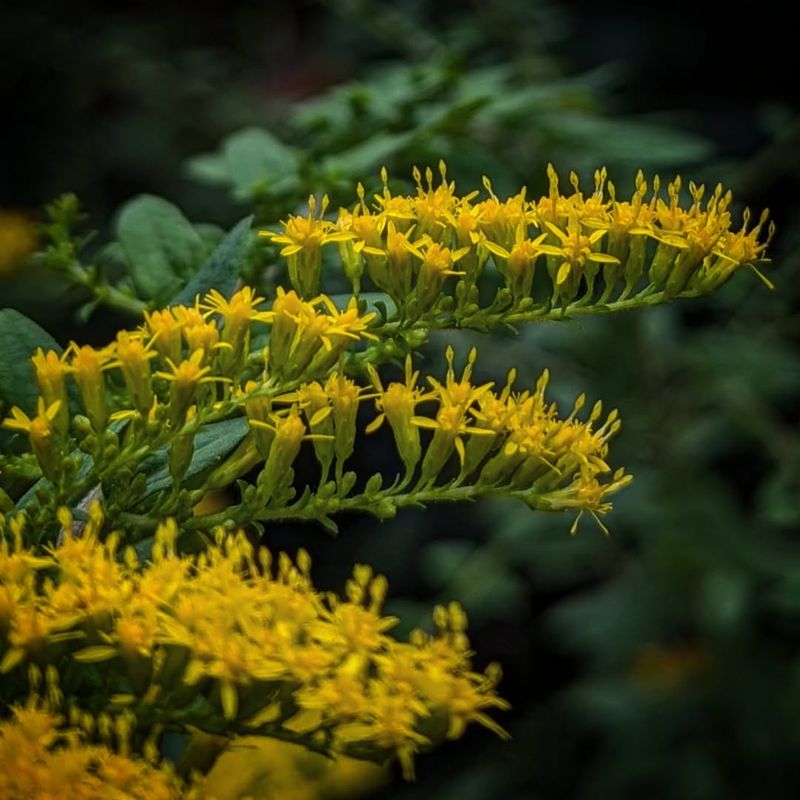 Goldenrod Doesn't Cause Your Fall Allergies