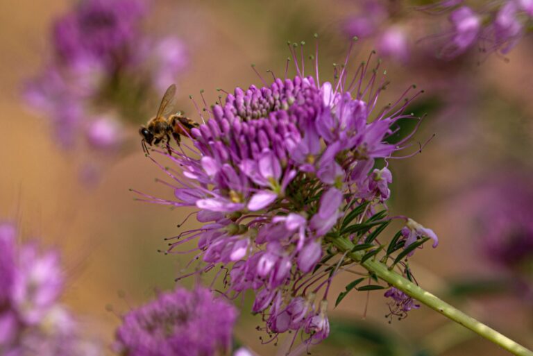 Bee in Rocky Mountain Beeplant