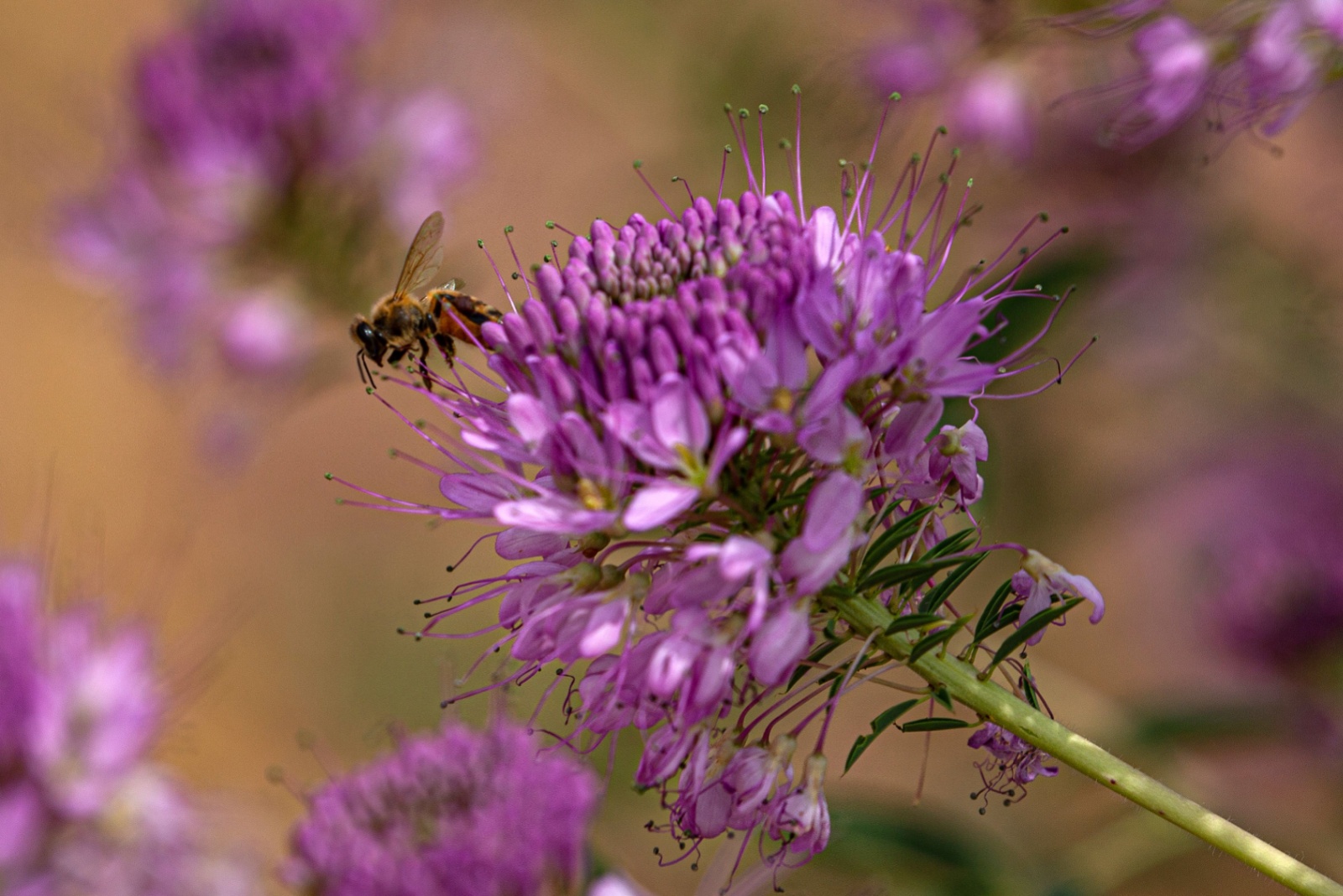 The Native Plant That’s Bringing More Bees Into Colorado Gardens This Season