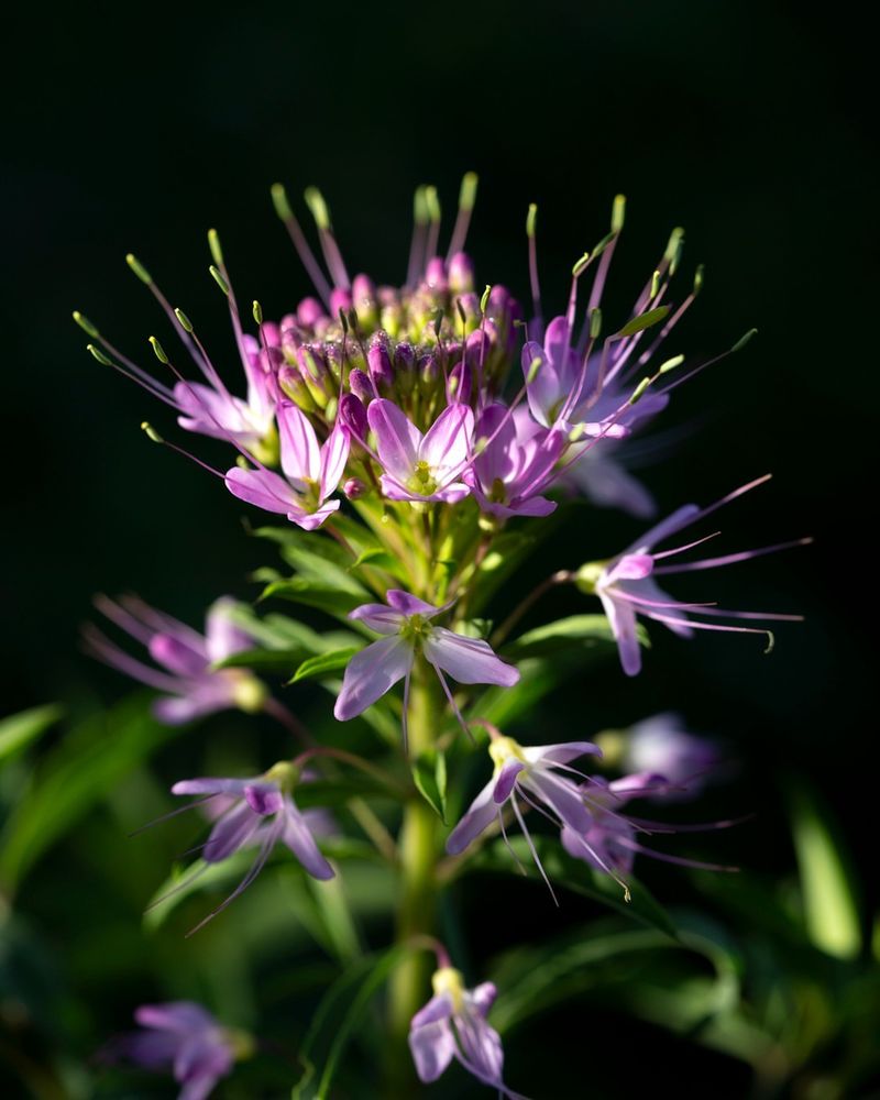Nectar Production Peaks During Summer Heat