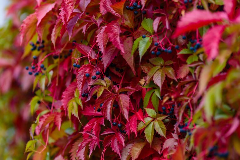 red leaves and berries on virginia creeper