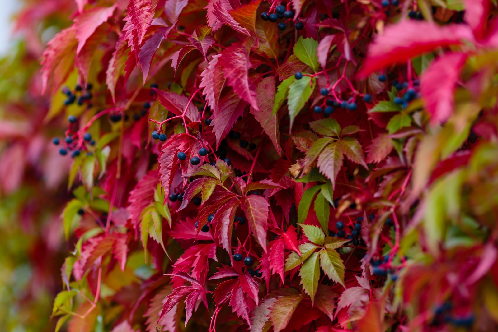 red leaves and berries on virginia creeper