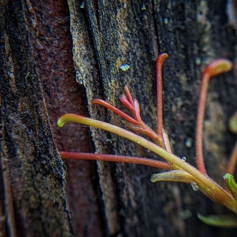 Virginia Creeper Climbs Using Tiny Adhesive Disks
