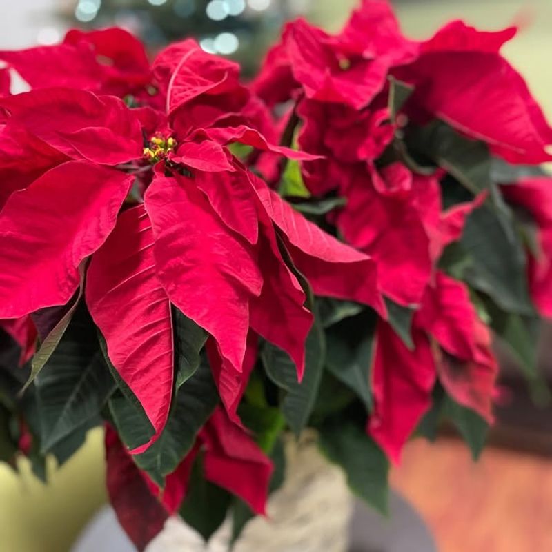 Long-Term Success Beyond December