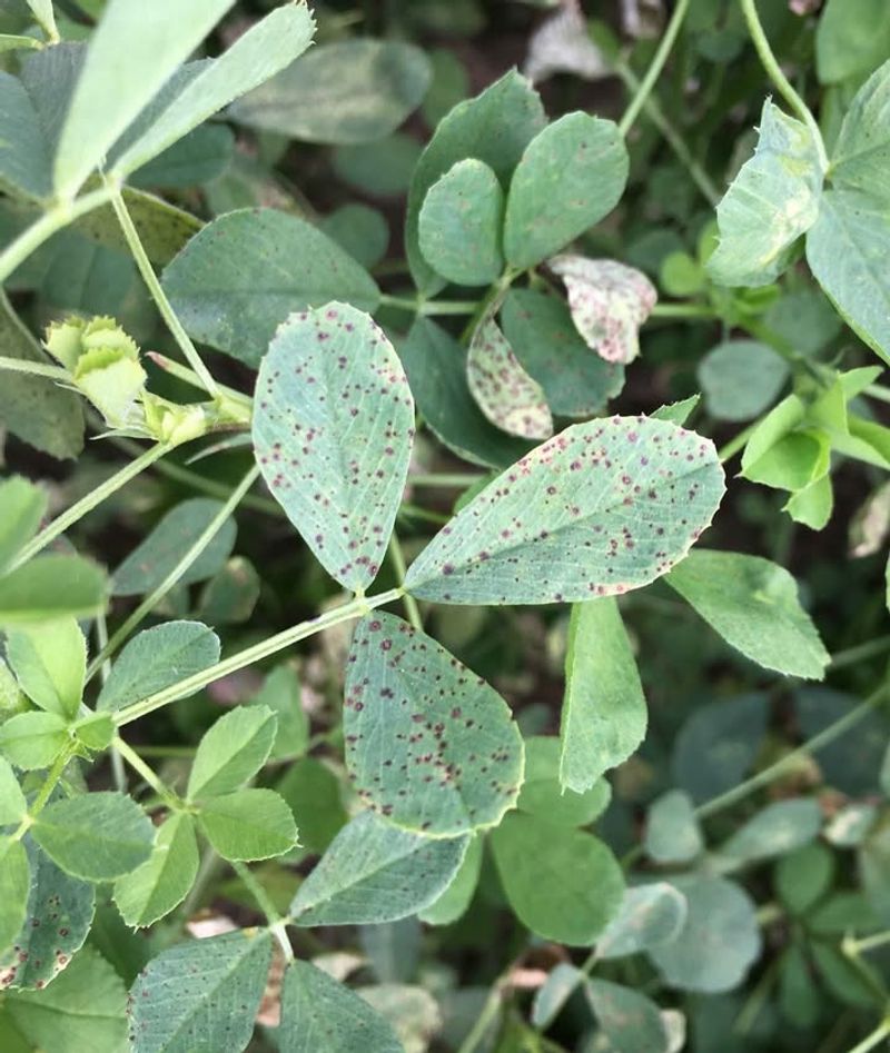 Excessive Moisture Creates Perfect Fungal Conditions