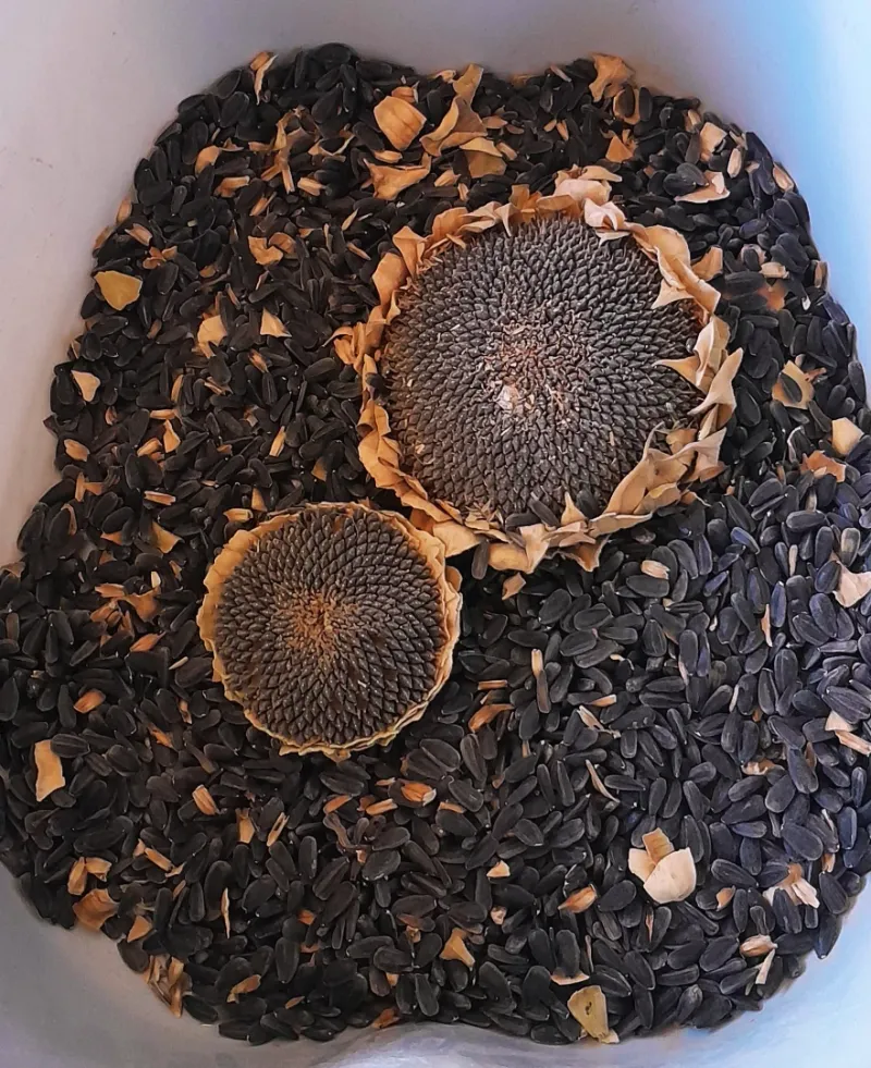 Packed With High Energy Fat Content