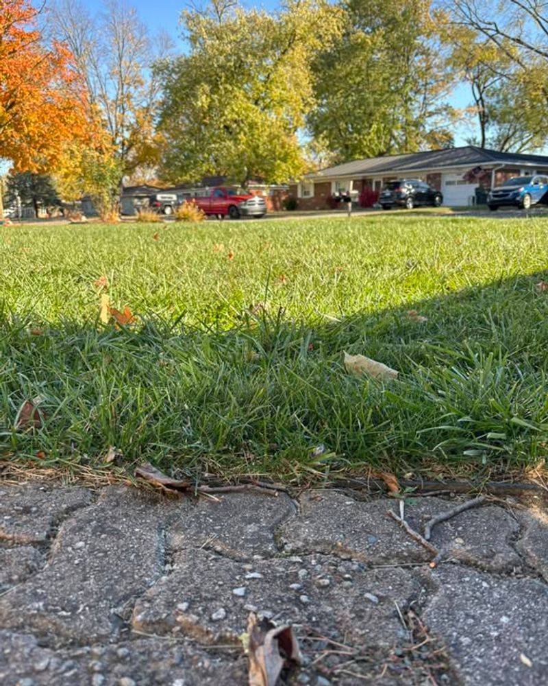 Prevents Disease And Fungus Growth