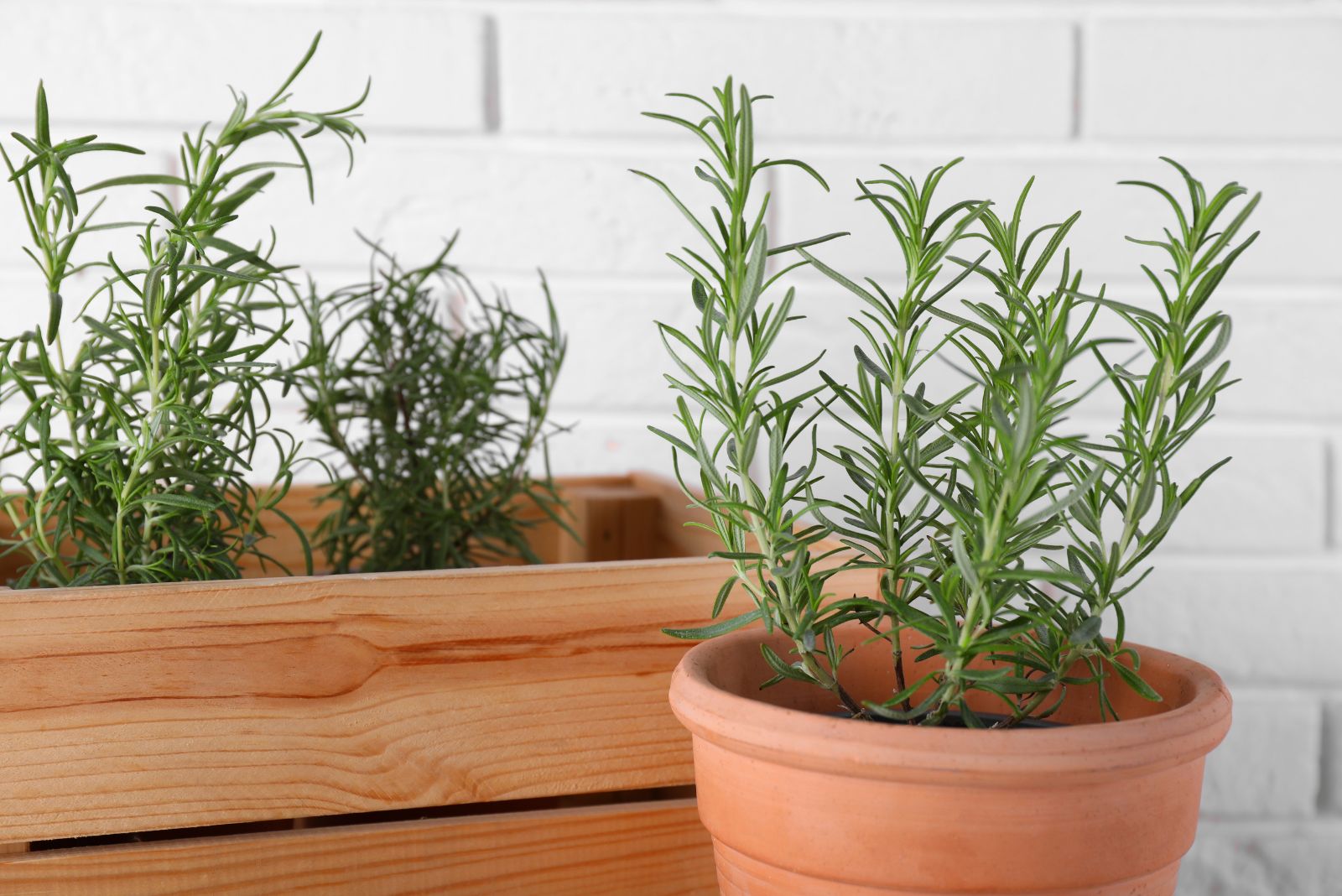 rosemary indoors
