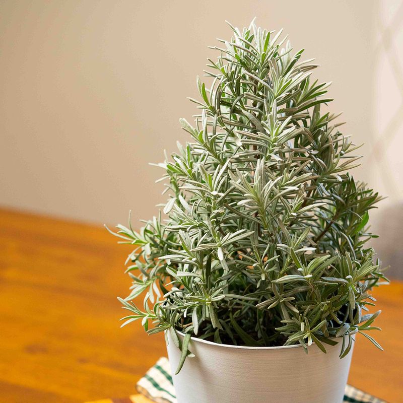 Arizona's Mild Winter Temperatures Create Perfect Growing Conditions For Rosemary