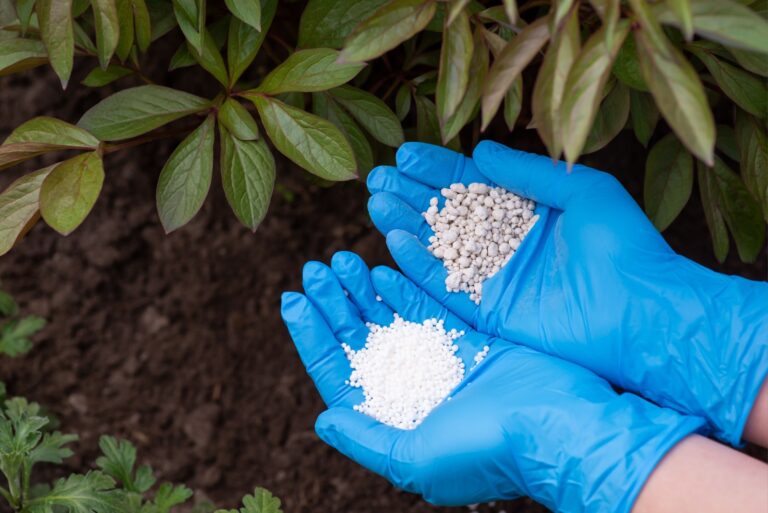 hands holding fertilizer over plants