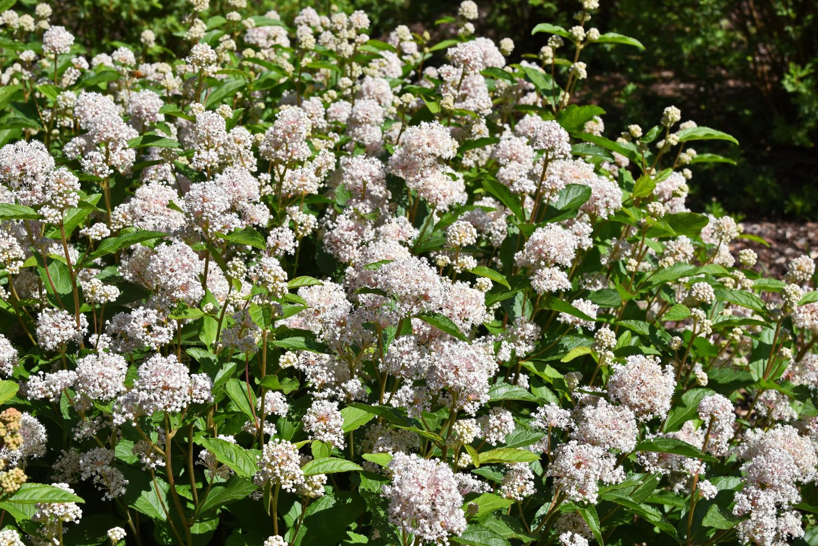 The One Native Plant Bees Cannot Resist In New Jersey This Season