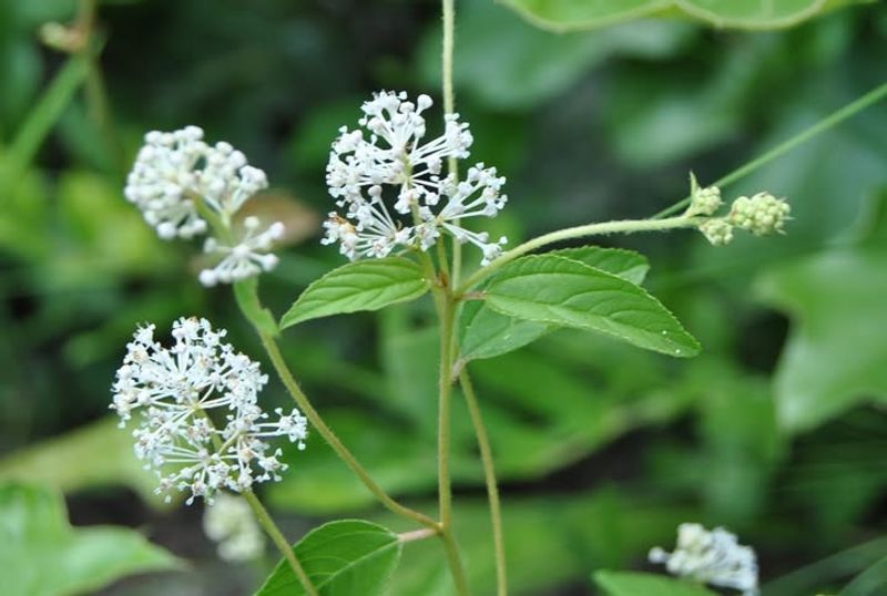 A Native American Medicinal Treasure