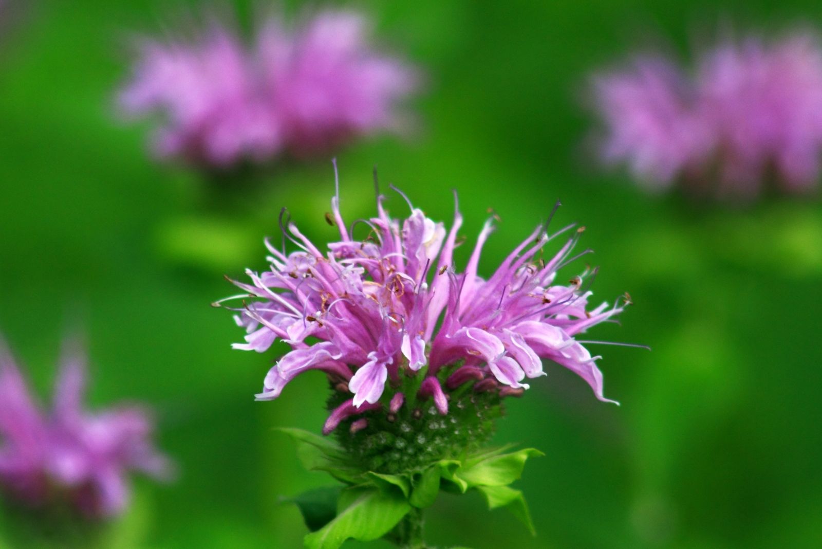 The One Native Plant Butterflies Can’t Resist This Season In Ohio