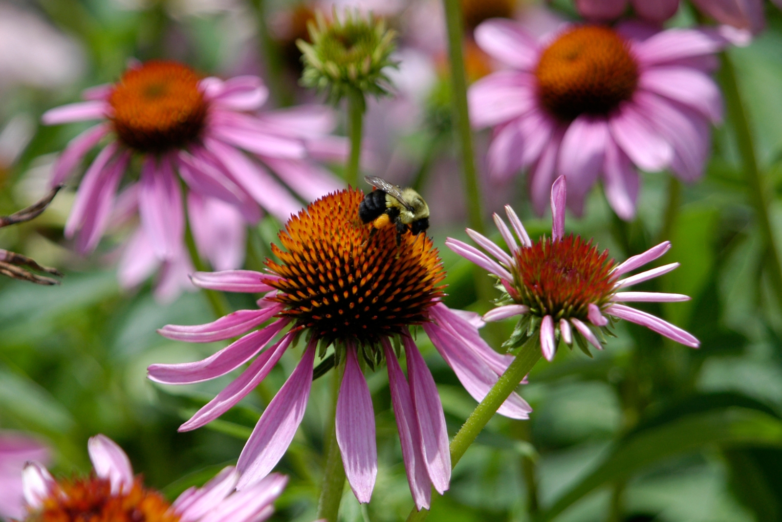 purple coneflowers (featured image)