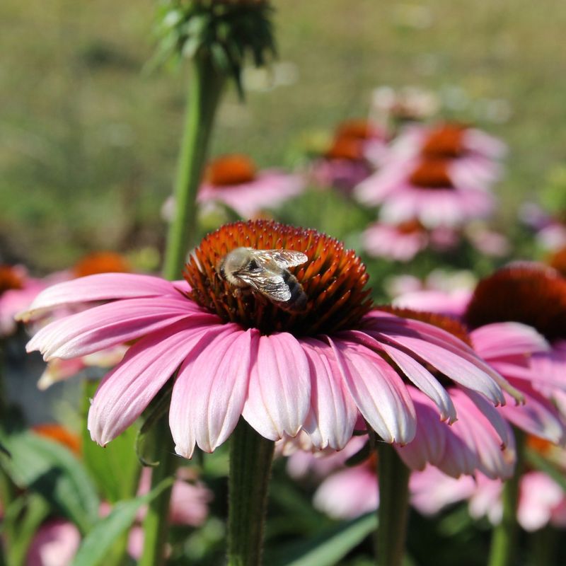 Nectar-Rich Blooms Provide Energy