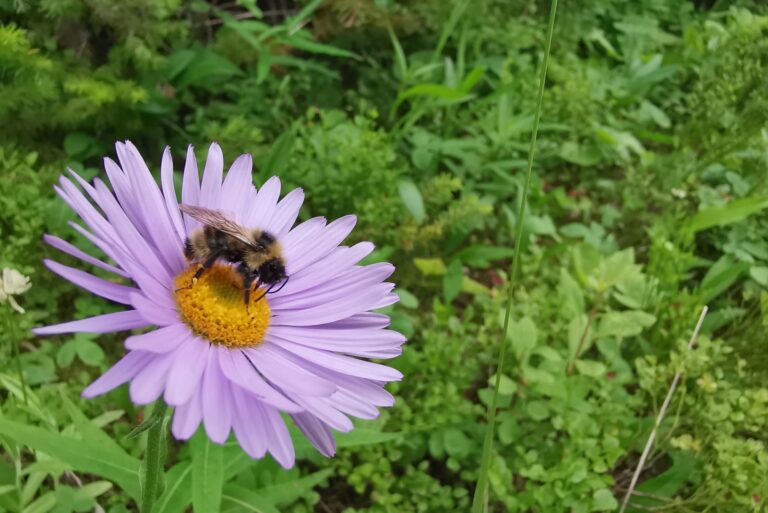 bee on a blue flower