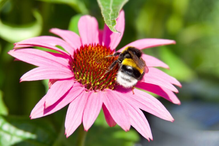 Bee on a vibrant pink coneflower